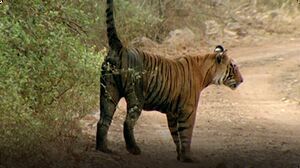 Natural World: Tiger Cubs