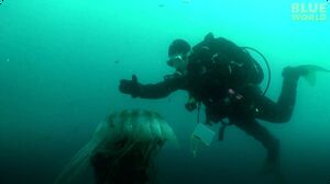 Diver Encounters Massive Jellyfish!