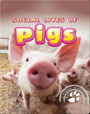 Social Lives of Pigs