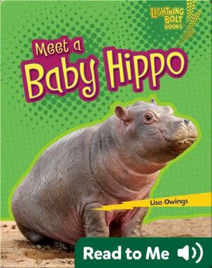 Meet a Baby Hippo