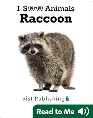 I See Animals: Raccoon