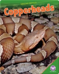Amazing Reptiles: Copperheads