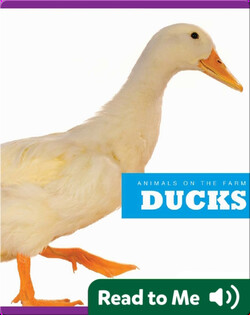 Ducks