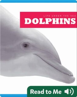 Dolphins