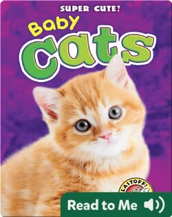 Super Cute! Baby Cats
