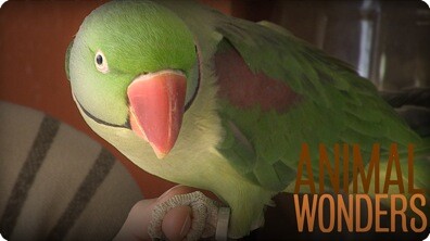 Meet and Greet: Zapper's Rescue Story