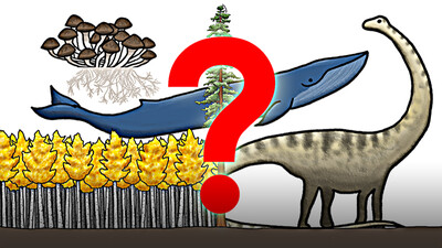 The Biggest Organism on Earth