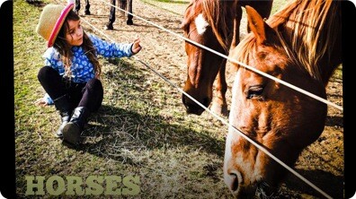 Horses for Kids | All About Horses | Fun Horse Videos for Kids