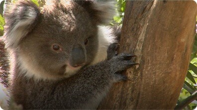 Koala