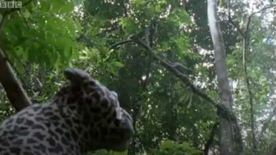 Leopard Monkey Alert! - Attenborough: The Life of Mammals