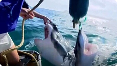 Great White Shark Encounter