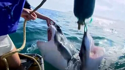 Great White Shark Encounter