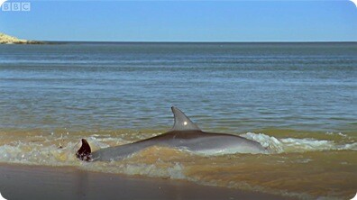 Awesome Hydroplaning Dolphins - BBC Planet Earth