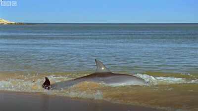 Awesome Hydroplaning Dolphins - BBC Planet Earth