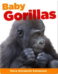 Baby Gorillas