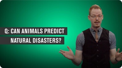 Can Animals Predict Natural Disasters?