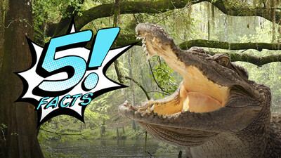 5 Facts About CROCODILES That You Can Chomp On | 5 FACTS
