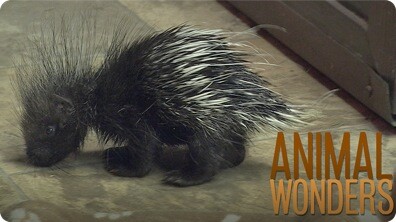 Baby Porcupine!
