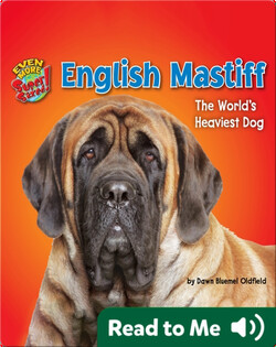 English Mastiff