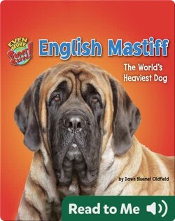 English Mastiff