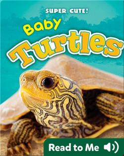 Super Cute! Baby Turtles
