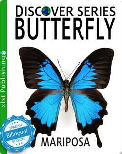 Butterfly / Mariposa