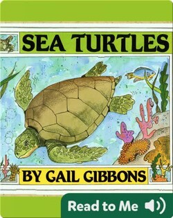 Sea Turtles