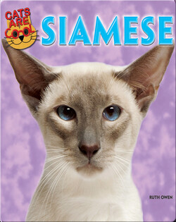 Siamese
