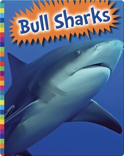 Bull Sharks