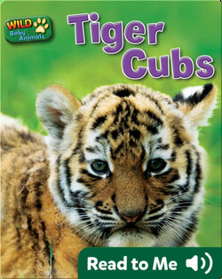 Tiger Cubs