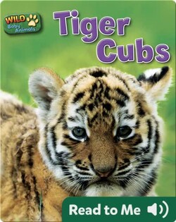 Tiger Cubs