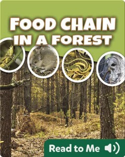 Food Chain In a Forest