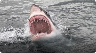 This Is One Of The Biggest Misconceptions About Sharks