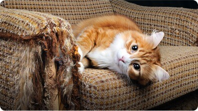 Why Declawing Your Cat is Actually Very Painful For Them