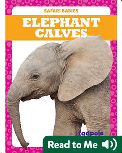 Elephant Calves