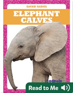 Elephant Calves