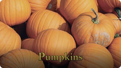 Pumpkins (Are My Favorite Fruit)