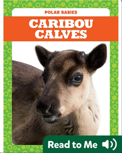 Polar Babies: Caribou Calves