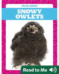 Polar Babies: Snowy Owlets