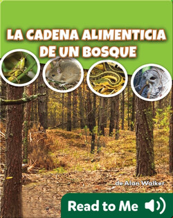 La cadena alimenticia de un bosque