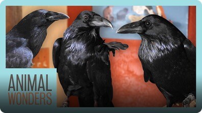New Ravens! Will They Be Friends?