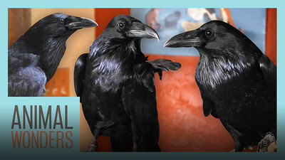 New Ravens! Will They Be Friends?