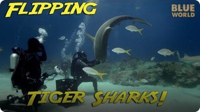 Jonathan Bird's Blue World: Tiger Sharks Doing Flips!
