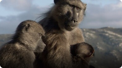 BBC Life: Chacma Baboons