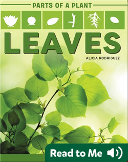 Parts of a Plant: Leaves