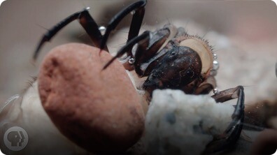 The Amazing Underwater Tape of the Caddisfly