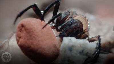 The Amazing Underwater Tape of the Caddisfly