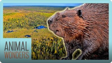 The Biggest Beaver Dam in the World