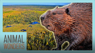 The Biggest Beaver Dam in the World