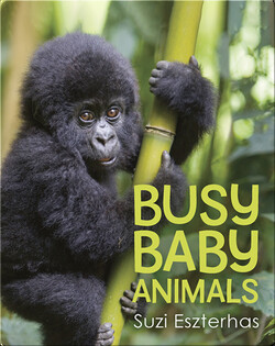 Busy Baby Animals